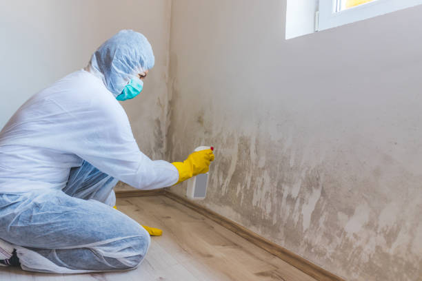 Best Mold Removal for HVAC Installations  in Wolfforth, TX